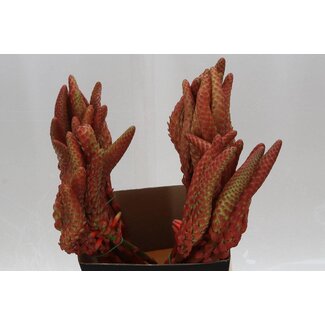 Freshy Aloe Arborescens