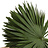 Chamaerops (Palmier nain)