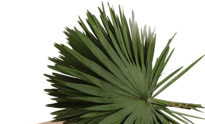 Chamaerops (Dwarf Fan Palm): A Robust Statement for Your Business Creations | B2B Flowers