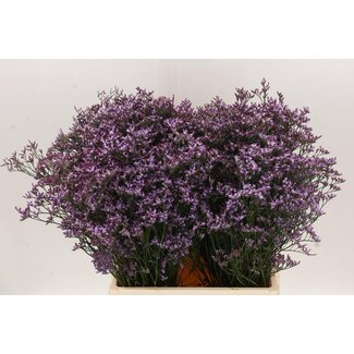 Freshy Limonium Saf Lilac