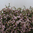 Chamelaucium (Fleur de cire)