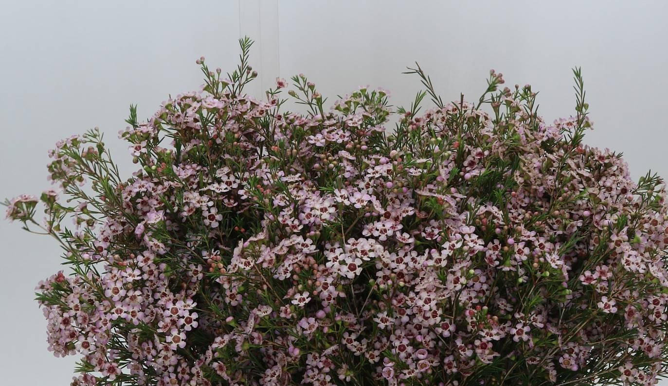 Chamelaucium (Wachsblume): Zart & Duftend | B2B Flowers