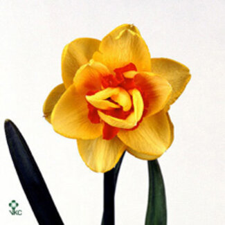 Freshy Narcis Tahiti