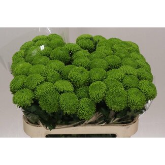 Freshy Chrysant deco Alemani Imp.