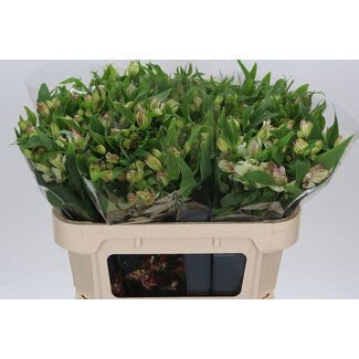 Freshy Alstroemeria Fl Lolea