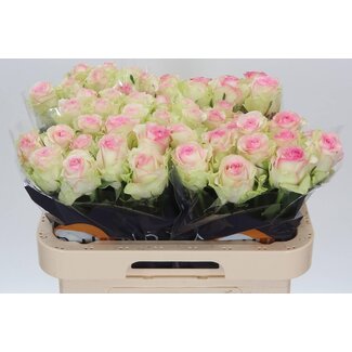 Freshy Rosa Pink Journey