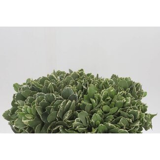 Freshy Pittosporum To Ilan