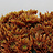 Chrysanthemum