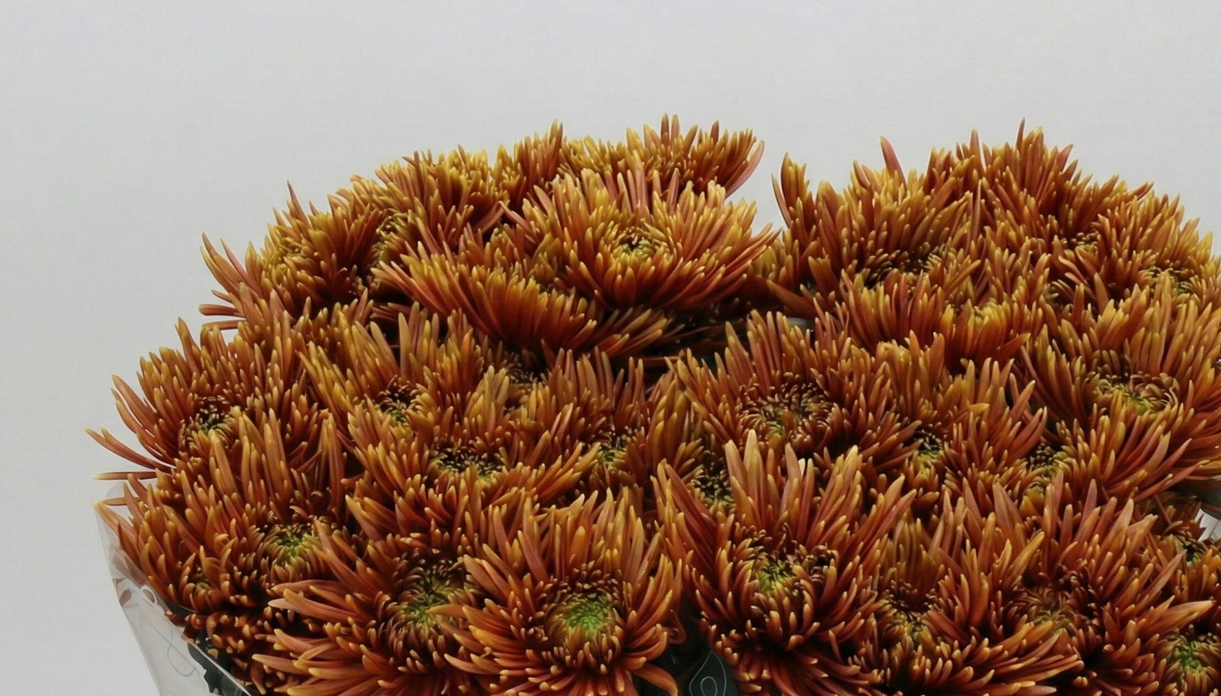 Chrysanthemum (Chrysantheme): Zeitlose Vielseitigkeit für B2B | B2B Flowers