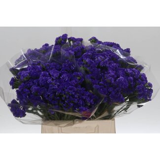 Freshy Limonium S Acqua Su Birds
