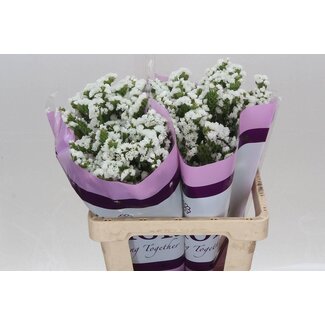 Freshy Limonium S Silv Sun Birds