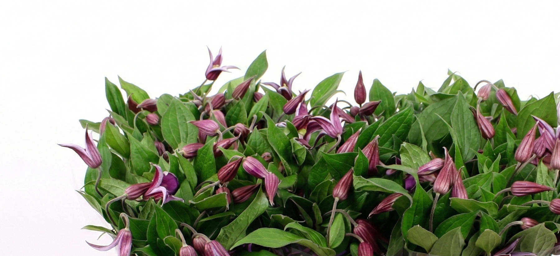 Clematis (Waldrebe): Kletternde Schönheit für B2B | B2B Flowers