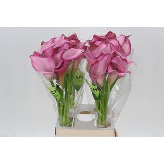 Freshy Zantedeschia Zazu