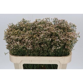 Freshy Limonium Sin Senecio Nectarin