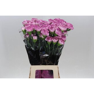 Freshy Anjer Lang Boheme