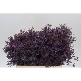 Freshy Limonium Piuma Dark Blue
