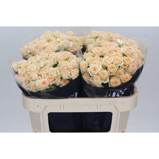 Freshy R tros Trinity