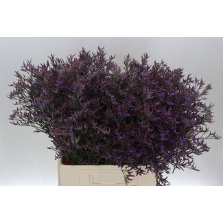 Freshy Limonium Saf Dark Blue