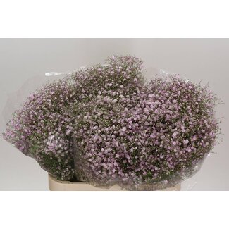 Freshy Gyps Pa My Pink