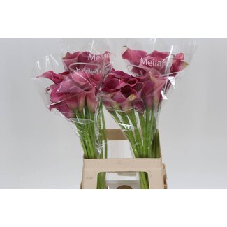 Freshy Zantedeschia Capt Romance