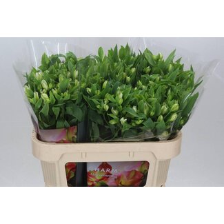 Freshy Alstroemeria Fl Charme White