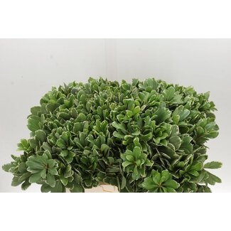 Freshy Pittosporum To Ilan (koren)