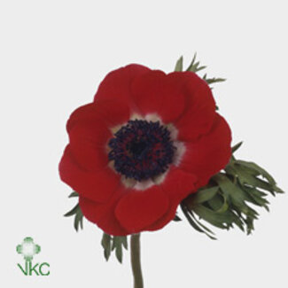 Freshy Anemone Co Galil Rood