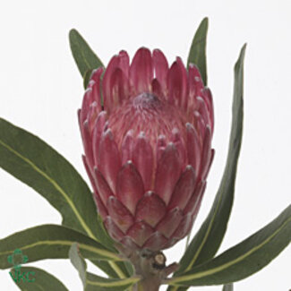 Freshy Protea Lancelot