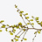 Corylus (Noisetier)