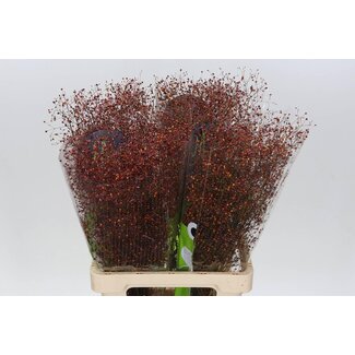 Freshy Talinum Pan Long John