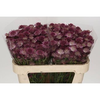 Freshy Astrantia Roma