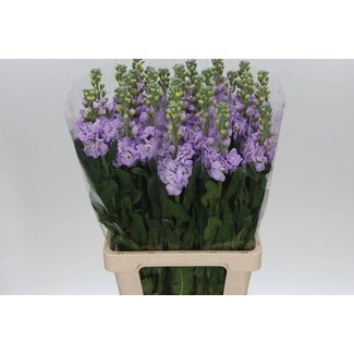 Freshy Violier Iron Lavender