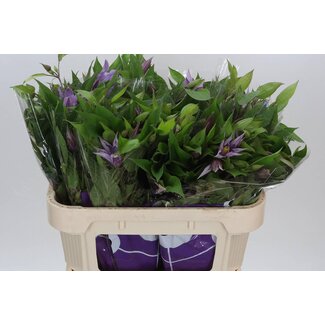 Freshy Clematis Amazing London