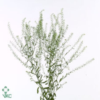 Freshy Lepidium Green Bell