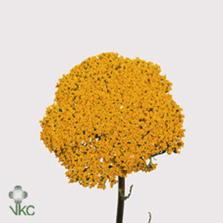 Freshy Achillea F Park Variety