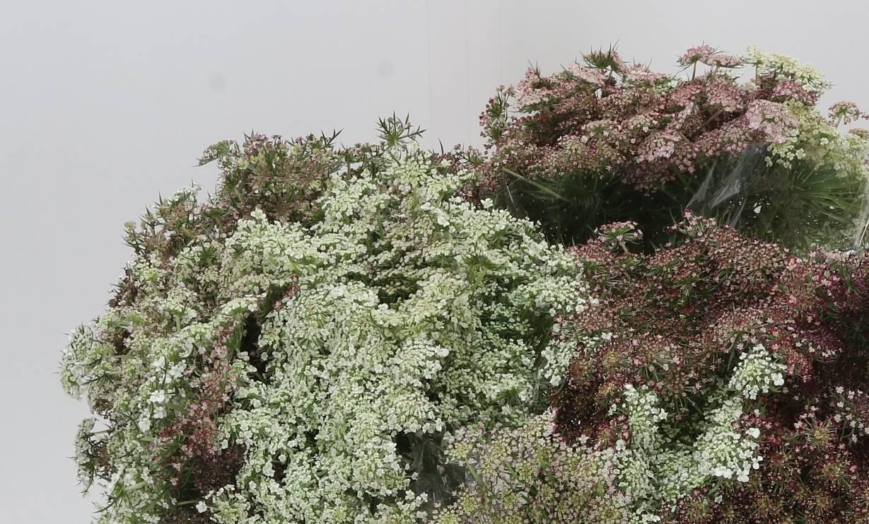 Daucus (Wilde Möhre): Spitzenartige Verfeinerung für Ihr Geschäft | B2B Flowers