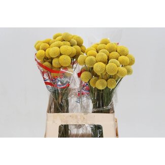 Freshy Craspedia Paint Pop