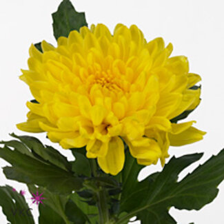 Freshy Chrysant deco Pjotr