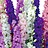 Delphinium (Larkspur)
