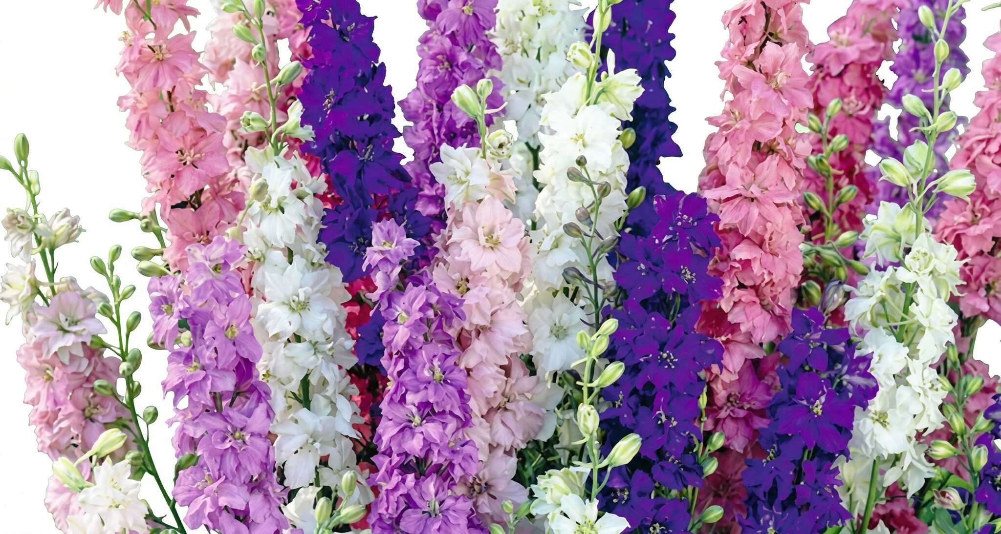 Delphinium (Larkspur): Impressive Verticality for B2B | B2B Flowers