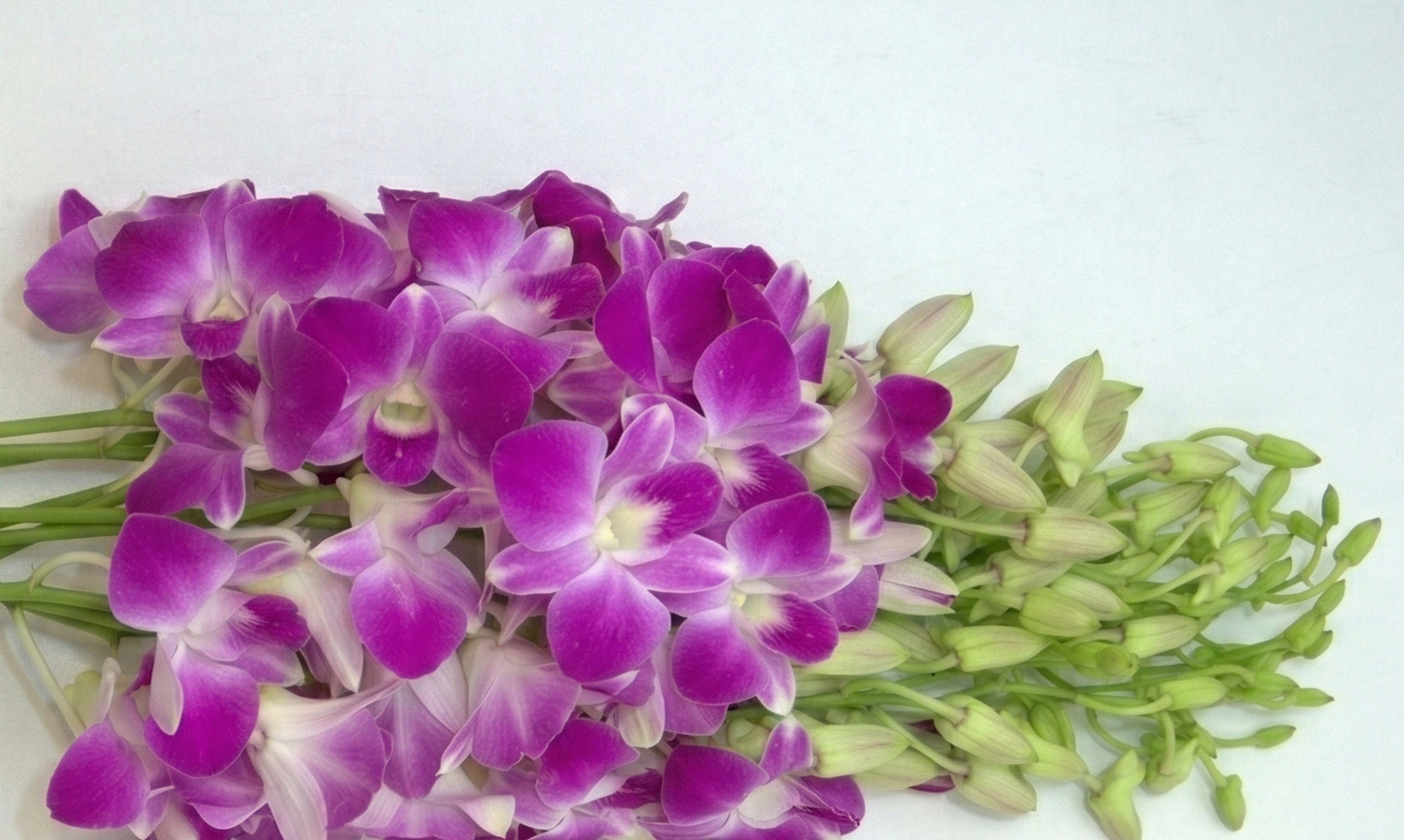 Dendrobium: Exotic Orchid Abundance for Your B2B Designs | B2B Flowers