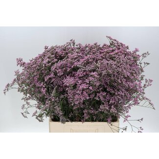 Freshy Limonium Saf Oshi Pink