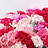 Dianthus (Oeillet)