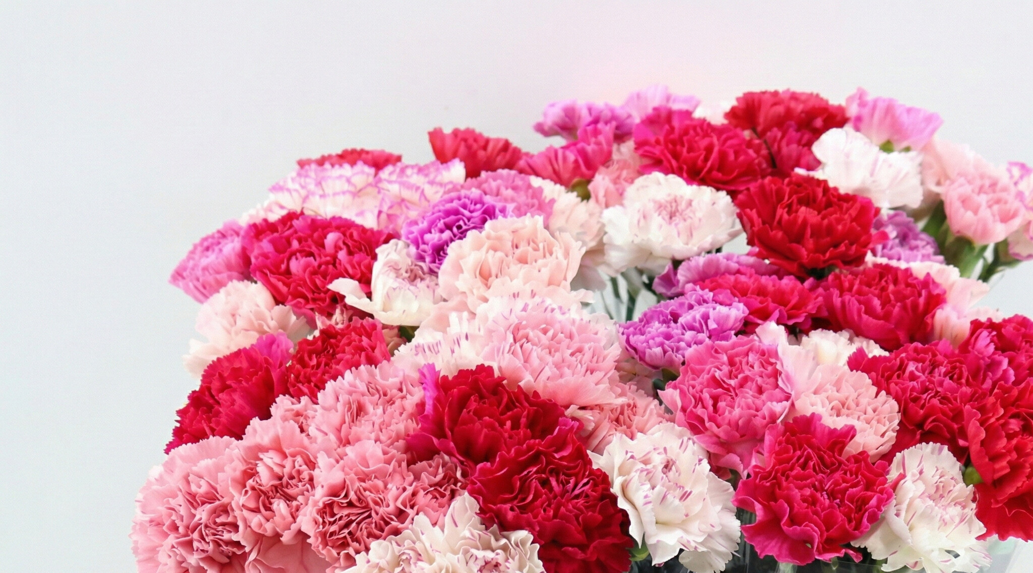 Dianthus (Carnation): Timeless Strength for B2B | B2B Flowers