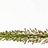 Eremurus (Naald van Cleopatra)