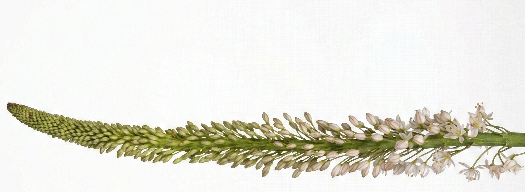 Eremurus: Cleopatra's Needle | B2B Flowers