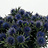 Eryngium (Chardon)