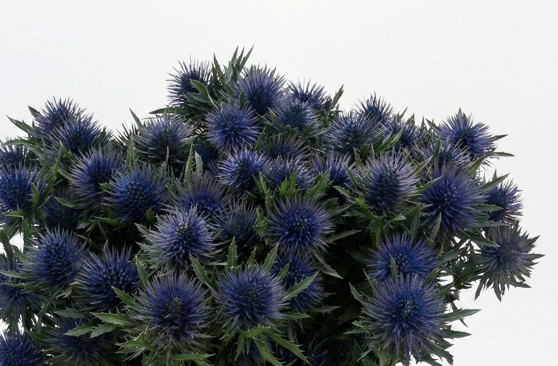 Eryngium (Sea Holly): Bold Blue Splendor for Your B2B Assortment | B2B Flowers
