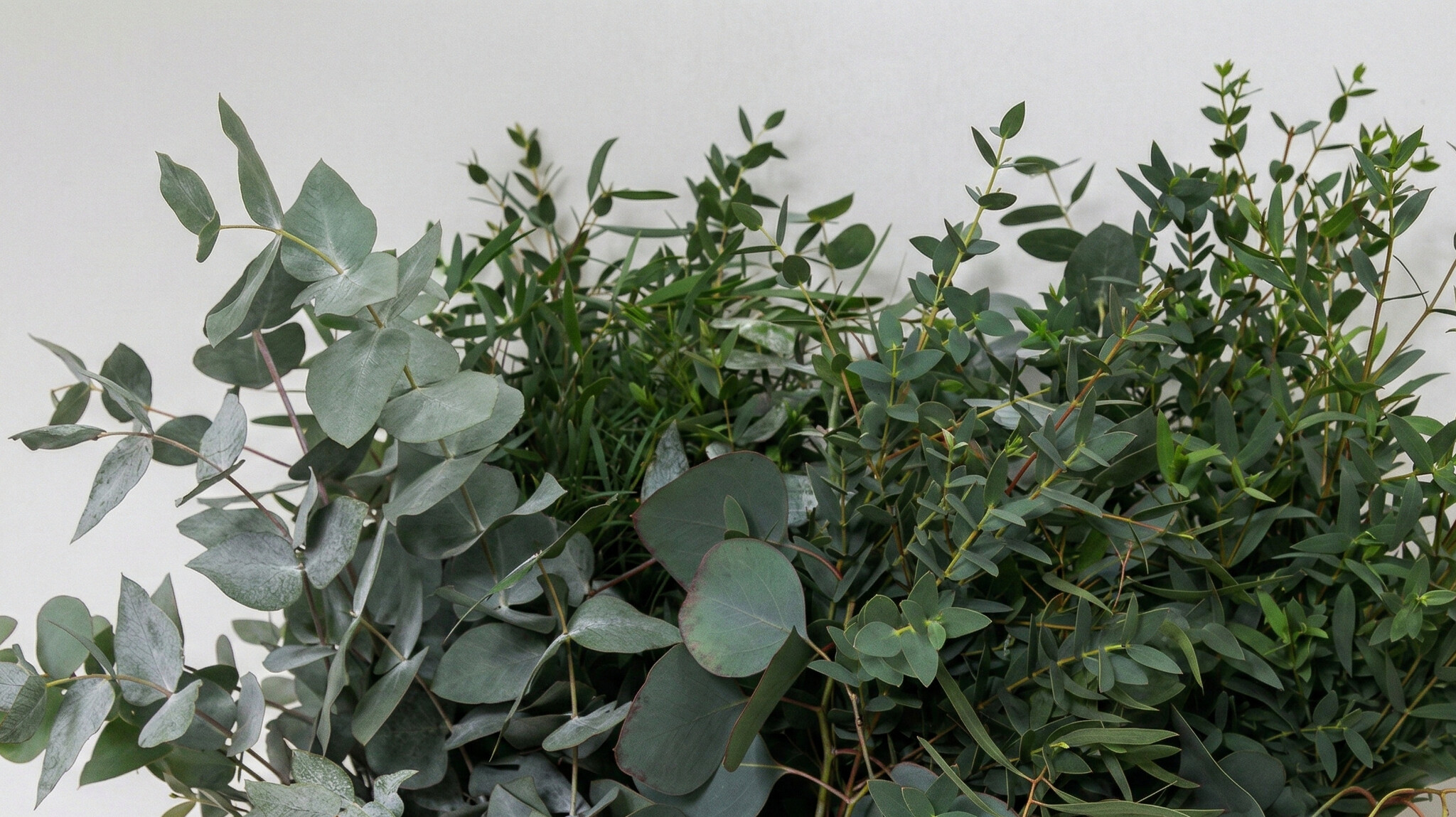 Eukalyptus: Erfrischendes & Duftendes Grün für Ihr Geschäft | B2B Flowers