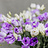 Eustoma (Lisianthus)